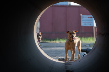 Beautiful purebred American Pit Bull Terrier outdoors.