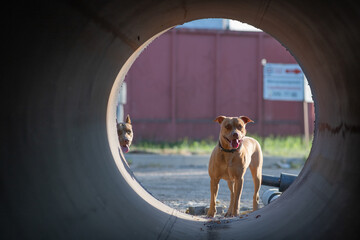 Beautiful purebred American Pit Bull Terrier outdoors.