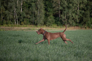 Beautiful purebred American Pit Bull Terrier outdoors.