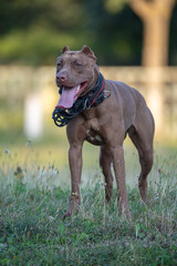 Beautiful purebred American Pit Bull Terrier outdoors.