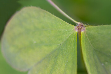 clover leaf, isolated on white background, macro.