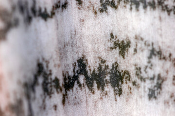 sansevieria leaf texture, macro background.