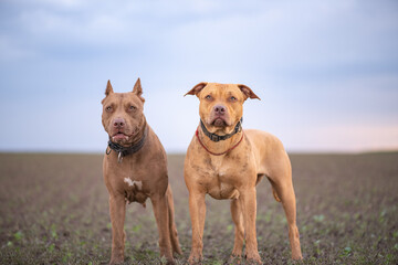 Beautiful purebred American Pit Bull Terrier outdoors.