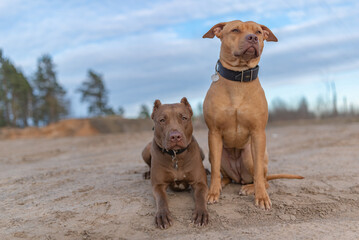 Beautiful purebred American Pit Bull Terrier outdoors.