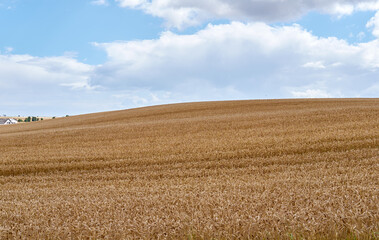Grain, harvest and field for growth outdoor of wheat farm, agriculture land and crop production. Countryside, nature and rice farming of organic plant, sustainable environment and food development