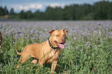 Beautiful purebred American Pit Bull Terrier outdoors.