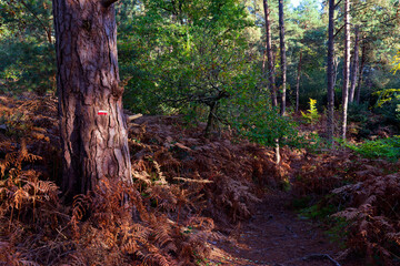 GR1 long-distance footpath in the Cuvier-Chatillon rock. Fontainebleau forest