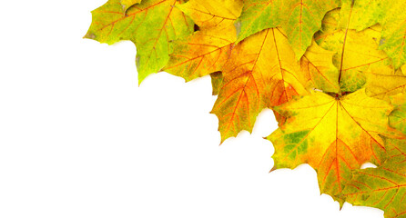 maple leaves.  background of autumn leaves