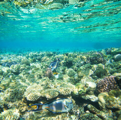 Underwater panorama with fish and coral