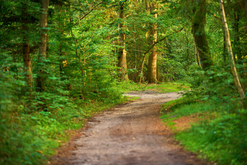 Nature, plants and forest with path for environment, sustainable ecology and trail for hiking...