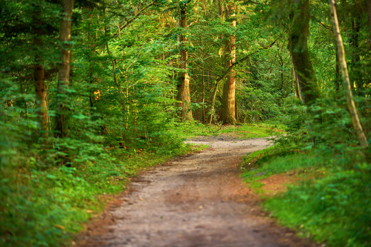 Nature, plants and forest with path for environment, sustainable ecology and trail for hiking adventure. Springtime, woodland and location with trees for trekking, travel and outdoor in Switzerland