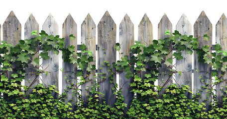 Rustic Wooden Fence Covered with Lush Green Ivy Vines, Creating a Charming and Natural Outdoor Aesthetic for a Cozy Garden or Countryside Setting