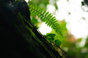 Beauty of Nature, Vibrant Green Leaves and Fresh Foliage in Forest, Highlighting Importance of Conservation Ecology on Earth, Sunlight Filters Through Trees, Showcasing the Growth of Flora