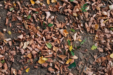 Dry Autumn Leaves on Forest Floor
