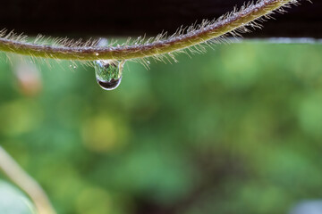 Dew Drop on Hairy Stem with Green Background
