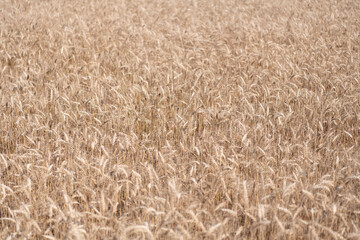 Agriculture business and harvest. Landscape with field of ripe rye in summer. Agriculture barley or rye field. Summer nature. Wheat grain on the spikelet at field. Ears of rye crop. Harvesting crops