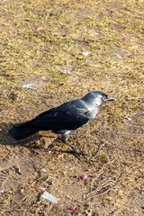 A black bird is currently standing on the ground in a vast field