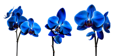 Blue Orchid Stems, Elegant blue orchid stems isolated on a white background