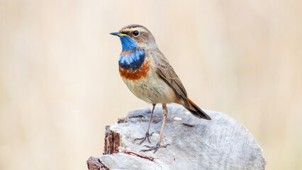 robin perched on a branch