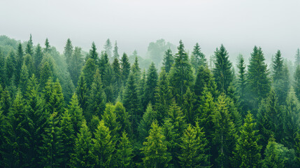 Fototapeta premium green trees isolated on white background