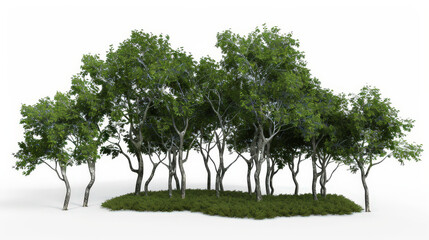 green trees isolated on white background