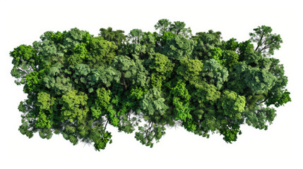 Obraz premium green trees isolated on white background