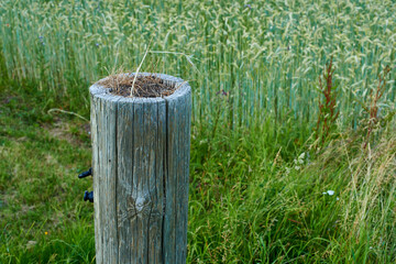 Naklejka premium Farm, agriculture and field stump with crops, sustainability and countryside with plants and green land. Organic, eco friendly and agro growth of nature for small business with grass and outdoor