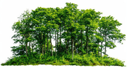 Fototapeta premium green trees isolated on white background