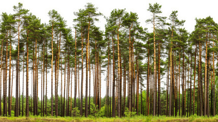green trees isolated on white background