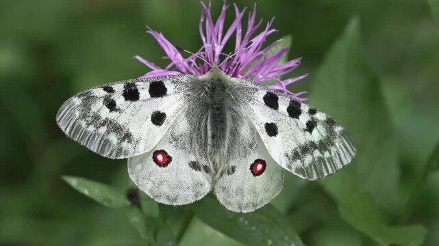 Apollo butterfly (Parnassius (Parnassius) Farfalla apollo