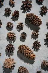 Various pine cones displayed, showcasing natural patterns and textures