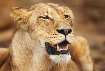 Lioness, resting or wild cat in safari, park and nature by grass for camouflage in South Africa. Serengeti, travel or predator in savanna terrain for outdoor environment or natural animal habitat