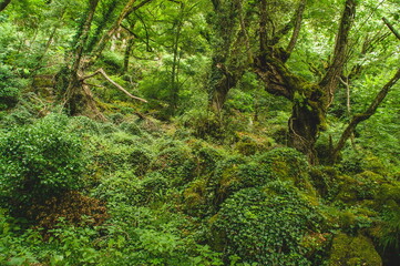 green forest in the morning