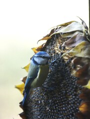 cinciarella