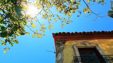Sunlight Through Tree Branches on a Sunny Day