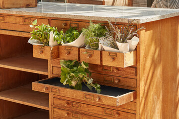 Pot, furniture or flowers in backyard garden environment, botanical plants or blooming in nature....