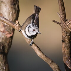 Lophophanes cristatus aka Crested tit on dry tree. Lovely small bird with topknot and red eyes. Clear blurred green background.