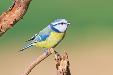 Common passerine bird Cyanistes caeruleus aka blue tit on dry tree. Isolated on clear blurred background. Close-up portrait.