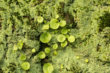 Close-Up of Green Moss and Lichen on Tree Bark