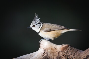 Lophophanes cristatus aka Crested tit on dry tree. Lovely small bird with topknot and red eyes. Clear blurred green background.