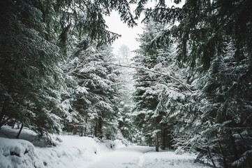landscape in the mountains in winter with trees covered with snow