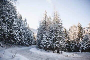 landscape in the mountains in winter with trees covered with snow