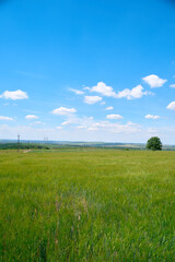 field and blue sky