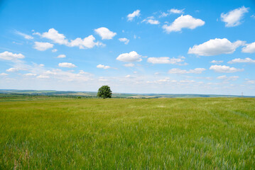 Fototapeta premium field and blue sky