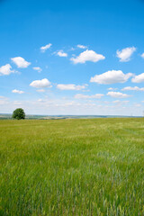 field and blue sky