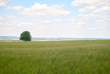 field and blue sky