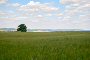 field and blue sky
