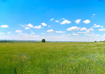 field and blue sky