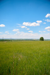 field and blue sky