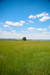 Fototapeta premium field and blue sky